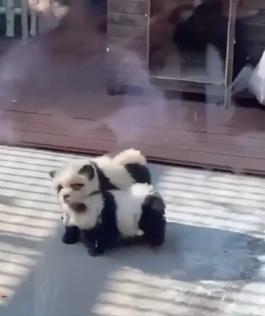 Los lomitos son de raza chow chow, muy comunes en China.