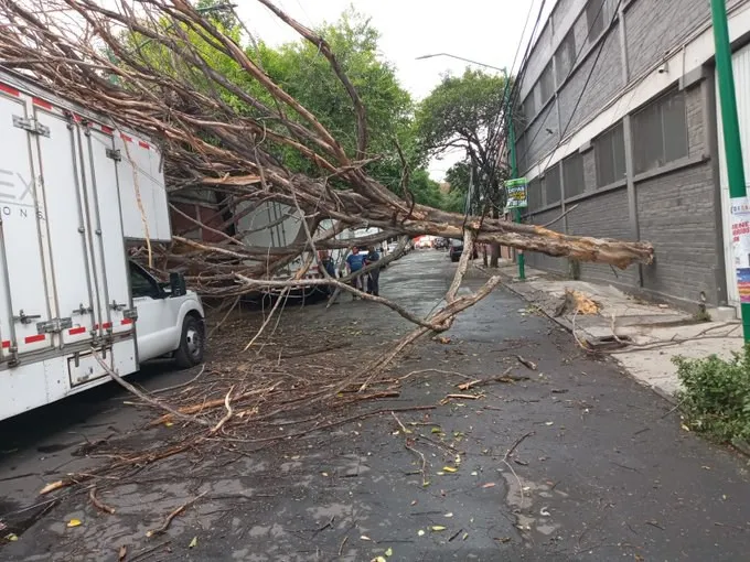 Los árboles caídos dañaron a algunas unidades que estaban estacionadas.