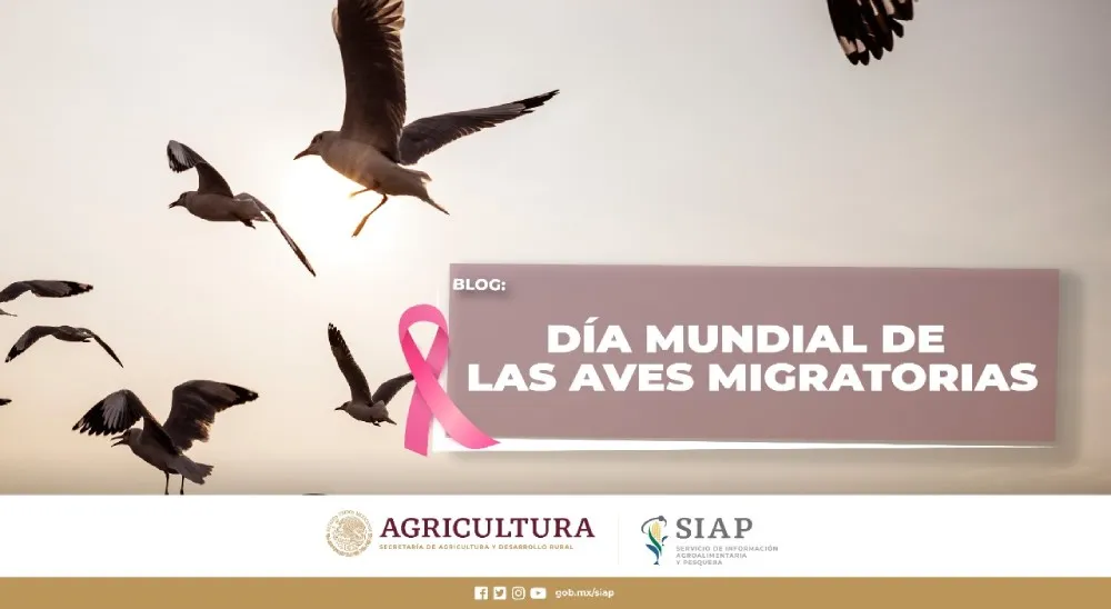 Hoy se conmemora el día de las aves migratorias