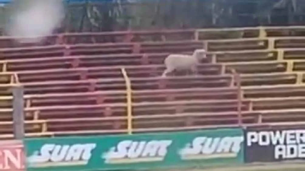La oveja invadió el estadio