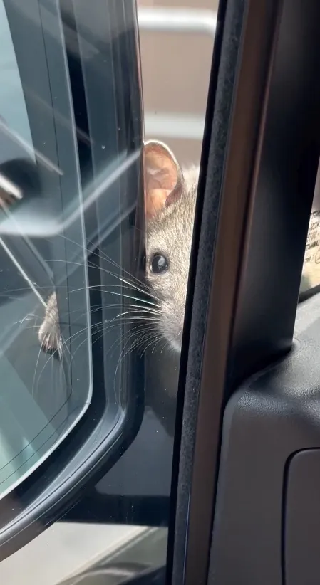 IG: @kylerichards18 El ratoncito sólo quería saludarla, pero no se bajó hasta después de varios minutos.