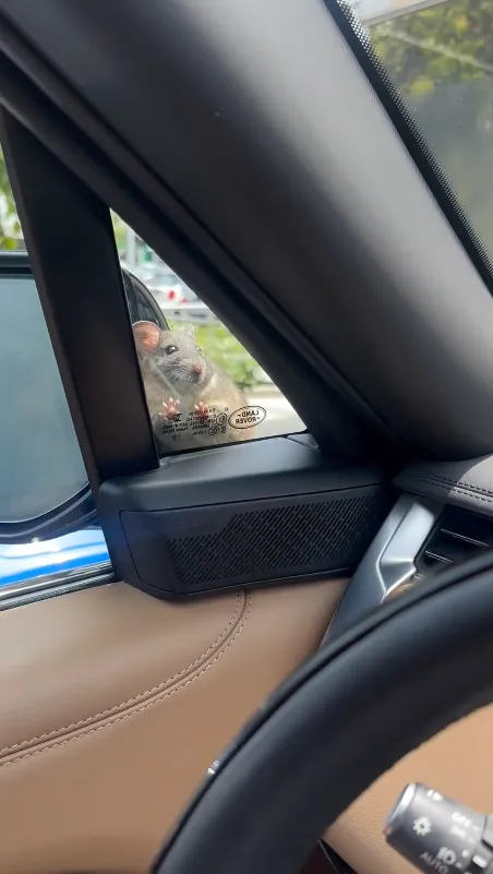 IG: @kylerichards18 La actriz no sentía las piernas del miedo por la rata.