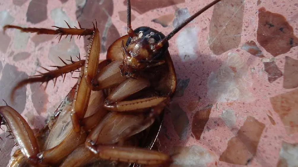 Esta nueva especia también es conocida como las cucarachas alemanas.