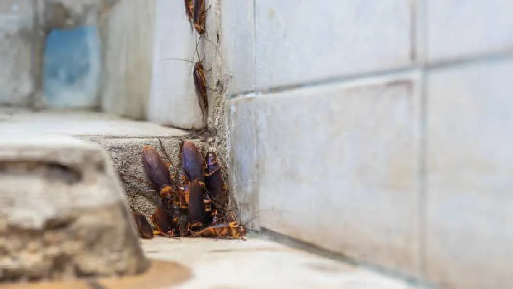 Los espacios donde se guarda el calor son perfectos para este tipo de animales.