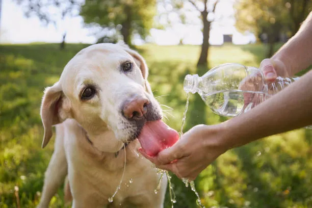 Las mascotas también sufren ante las olas de calor Foto iStock