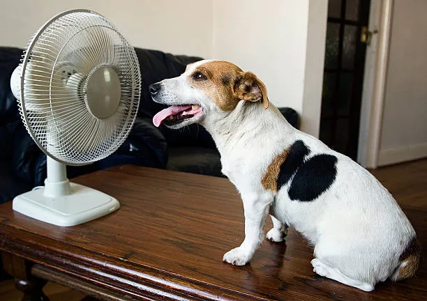 Seguir las recomendaciones para proteger a nuestras mascotas ante el calor extremo Foto Istock