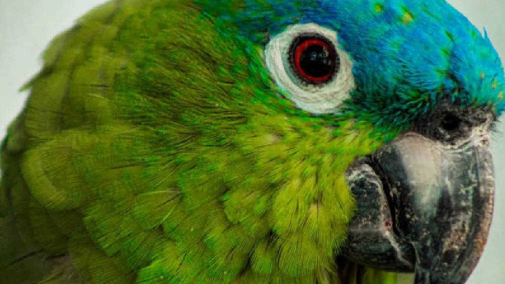 La PROFEPA también ha trabajado en la concientización de la población sobre la importancia de proteger a estas aves y denunciar cualquier actividad ilegal relacionada con ellas. Foto iStock