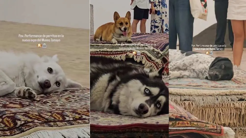 CAPTURA DE PANTALA: TikTok: @karla_mueseos La sociedad mexicana se ha indignado porque consideran que esto es maltrato animal.