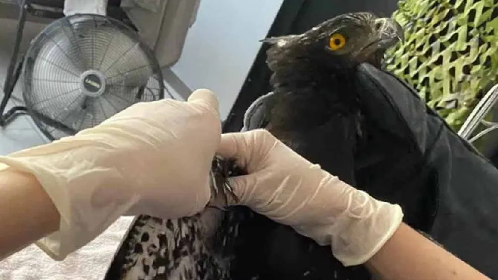 Un águila tirana murió debido a las altas temperaturas en su hábitat, según informó la Unidad de Manejo Ambiental de San Luis Potosí. Foto Facebook/Selva Teenek Ecopark