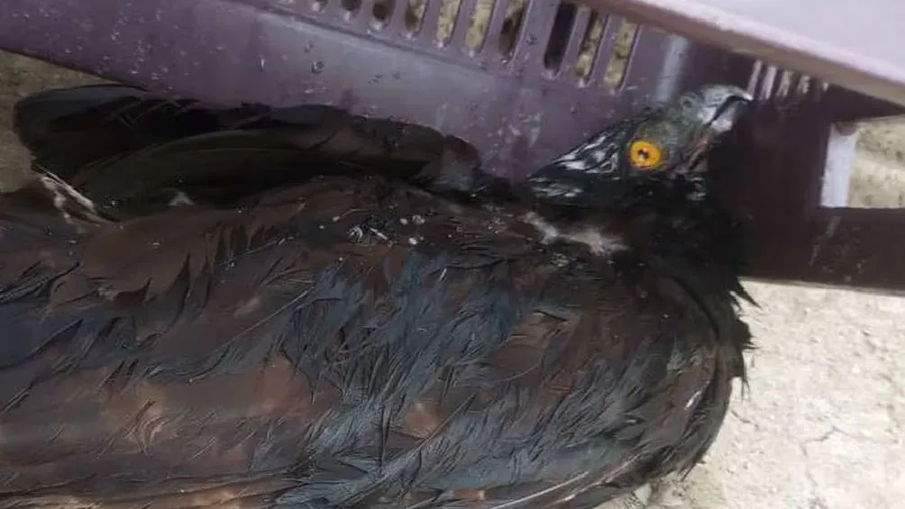 Ante las altas temperaturas aves han sufrido consecuencias del calor Foto Facebook/Selva Teenek Ecopark