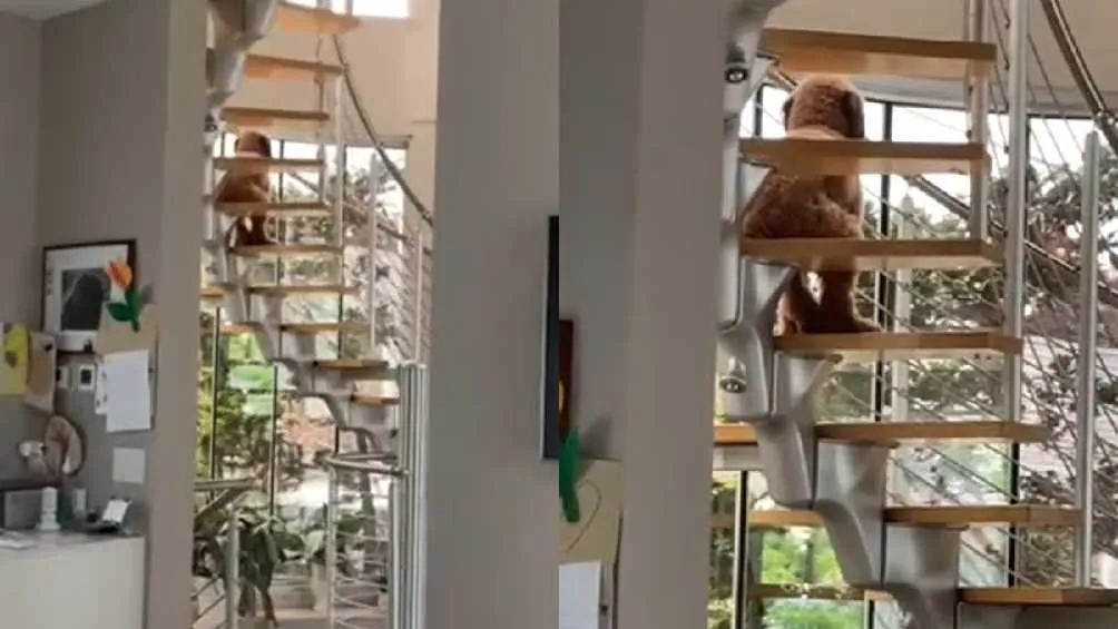 El perro de la raza Goldendoodle se hizo viral por la forma en que se sienta.