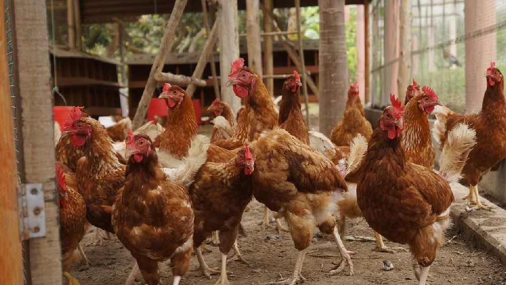 La variante A(H5N2) se tienen detectada en animales de corral.