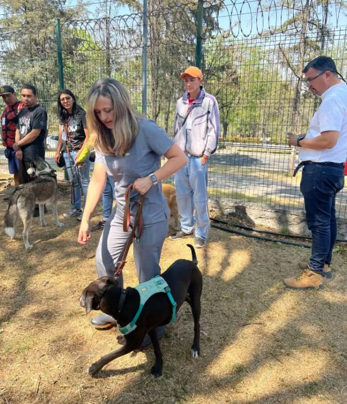 X: @SEDEMA_CDMX La idea es que la mascota siempre esté protegida.
