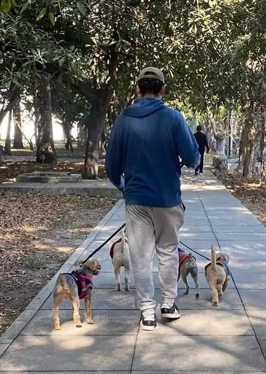 Redes También se busca regular el trabajo de los paseadores de perros.