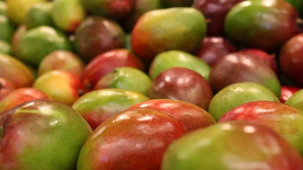 La exportación de mango también fue suspendida por el Gobierno de Estados Unidos.