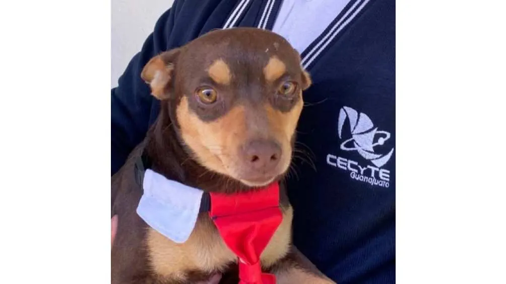 El perrito llegó hace dos años al escuela en busca de comida.