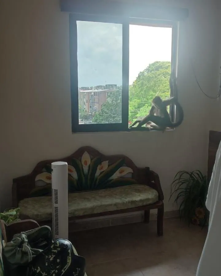 La monita estuvo durante una hora en el departamento refugiándose, la dueña le ofreció papaya
