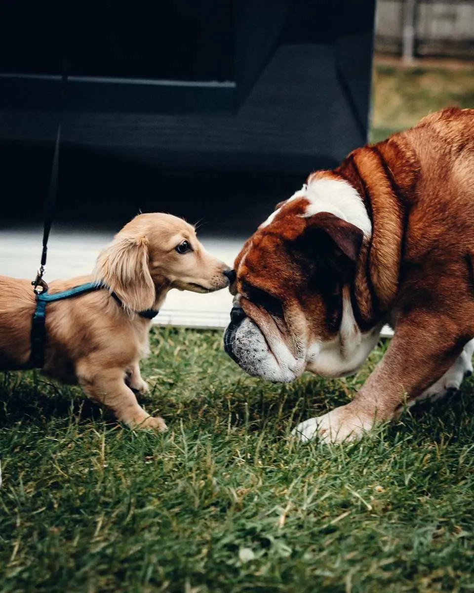 Los dos perros se conocieron en Silverstone