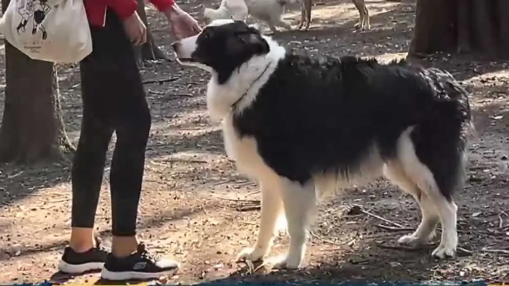 Por fortuna Bruno está sano y salvo.