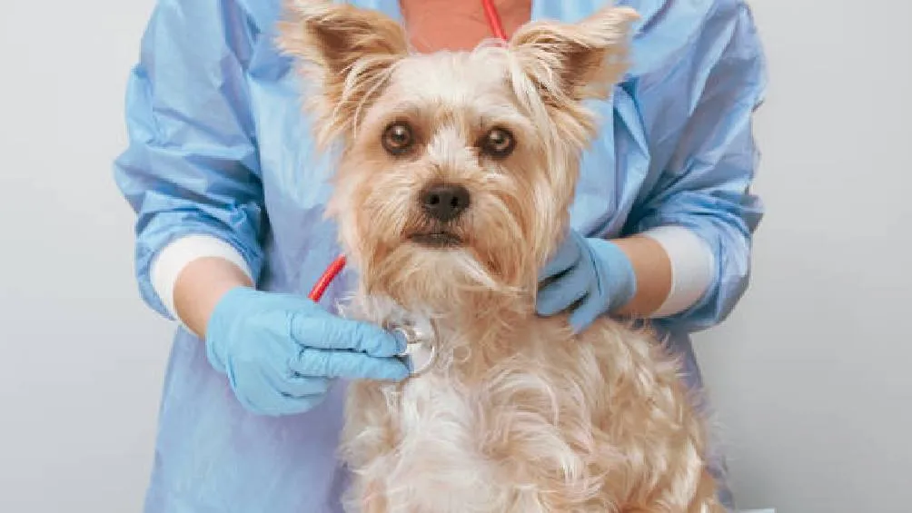 El virus del parovovirs se trasmite principalmente con contacto directo Foto Istock