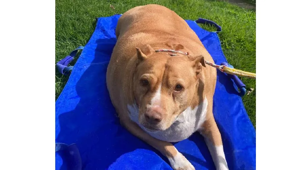 El perro pesaba 53 kg teniendo un sobrepeso mórbido. Foto Foto Sociedad Protectora Animales Auckland