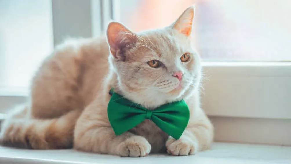 El 8 de agosto se conmemora el Día Internacional del Gato, celebrando a estos queridos y peculiares felinos. Foto iStock