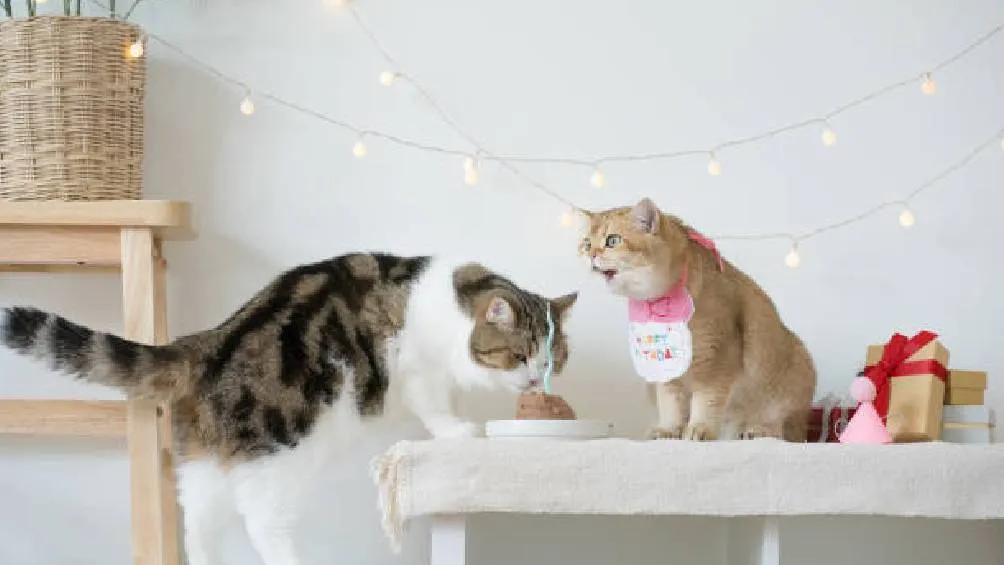 El 8 de agosto no es la única fecha que se celebra al gato. Foto Istock