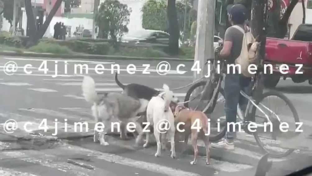 Twitter: @c4jimenez La acción del paseador de perros generó críticas en redes sociales.