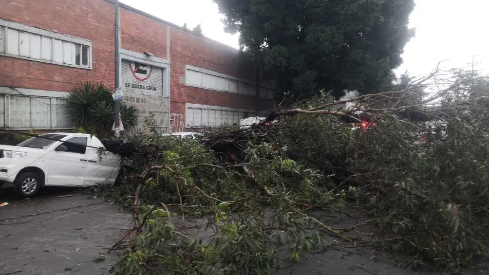 El reblandecimiento de la tierra también ocasionó caída de árboles.