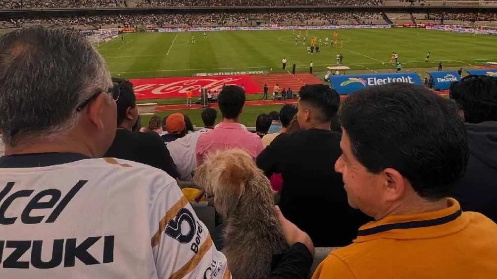 Rescataron al canino