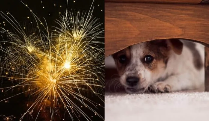 El País Honduras Las mascotas sufren de ansiedad y estrés