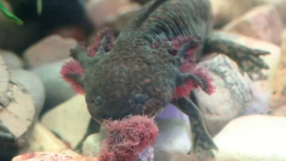 El Heraldo Puebla El ajolote es una especie endémica de México, destacada por su habilidad de regeneración y su apariencia singular.