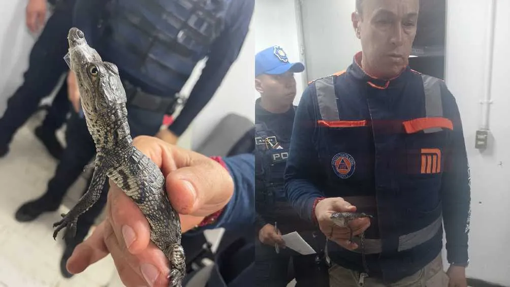 El pequeño cocodrilo fue atendido y está a salvo.