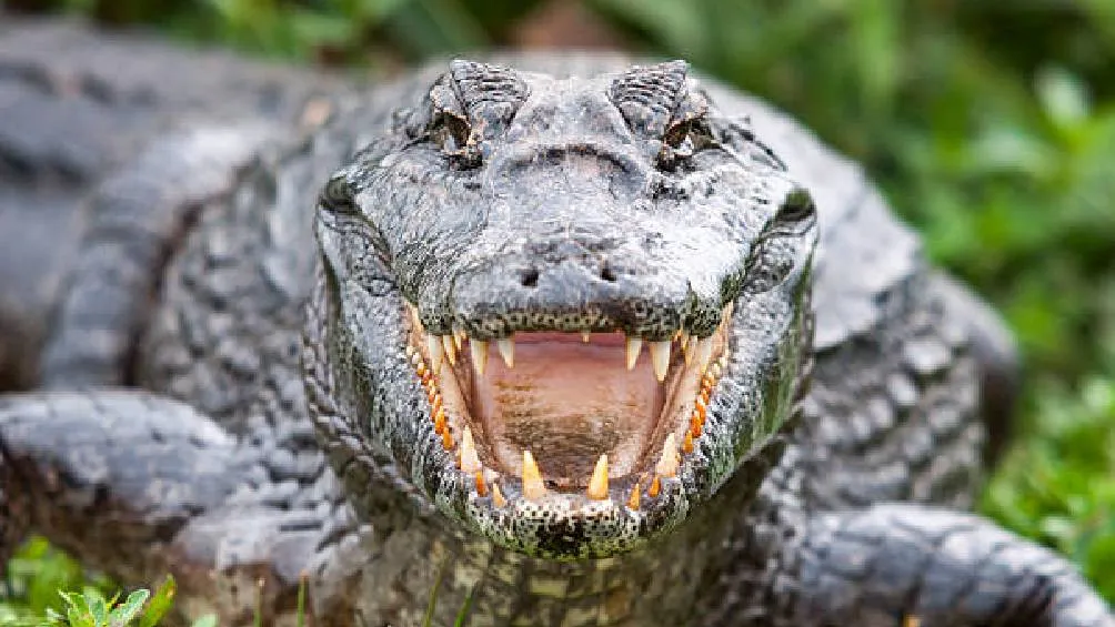 Los cocodrilos son peligrosos en su hábitat natural.