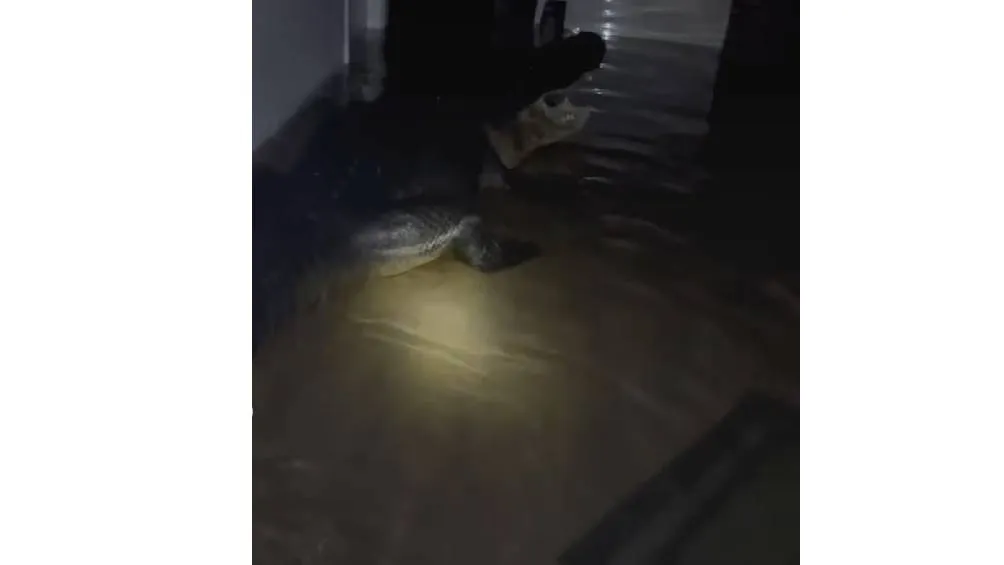 El momento en el que una familia encontró un cocodrilo.