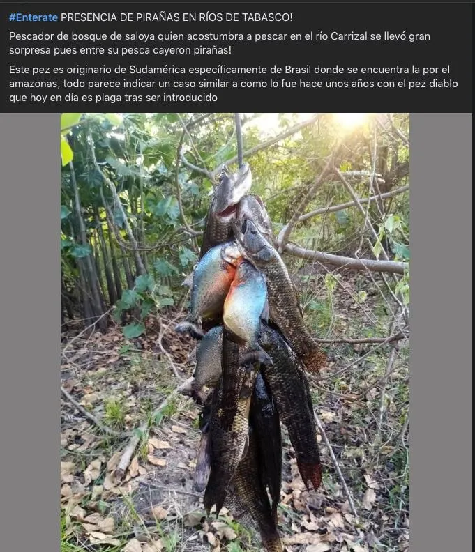 Foto especial Captura de pantalla de publicación en Facebook