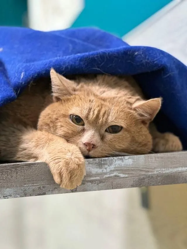 Króshik fue un gatito que recibió cariños y atención hasta sus últimos días
