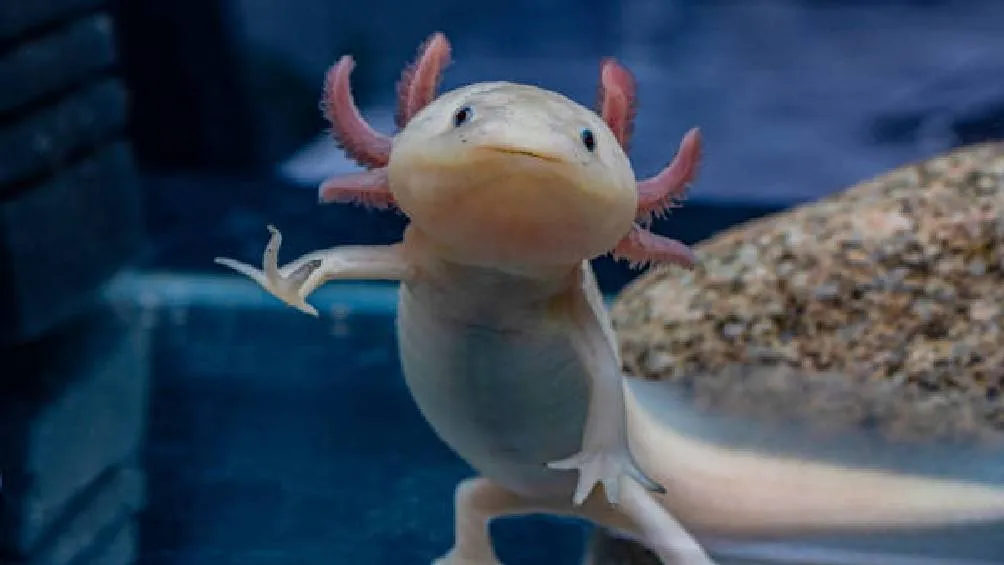 Pixabay Investigadores de la UNAM están estudiando la capacidad de regeneración de los órganos reproductores del ajolote.