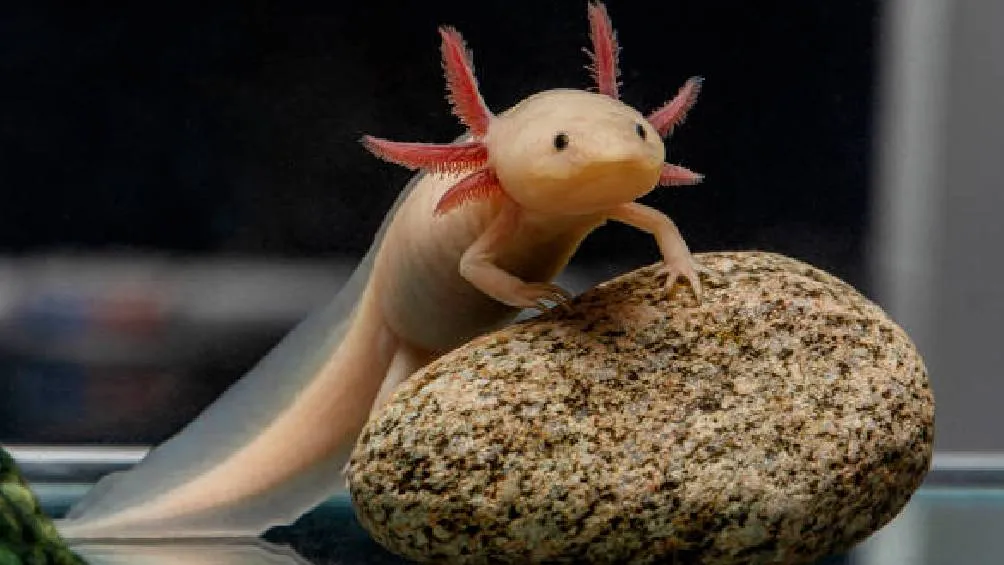 Pixabay El equipo de Norma Moreno Mendoza del IIBO está creando un repositorio de germoplasma para preservar la diversidad del ajolote.