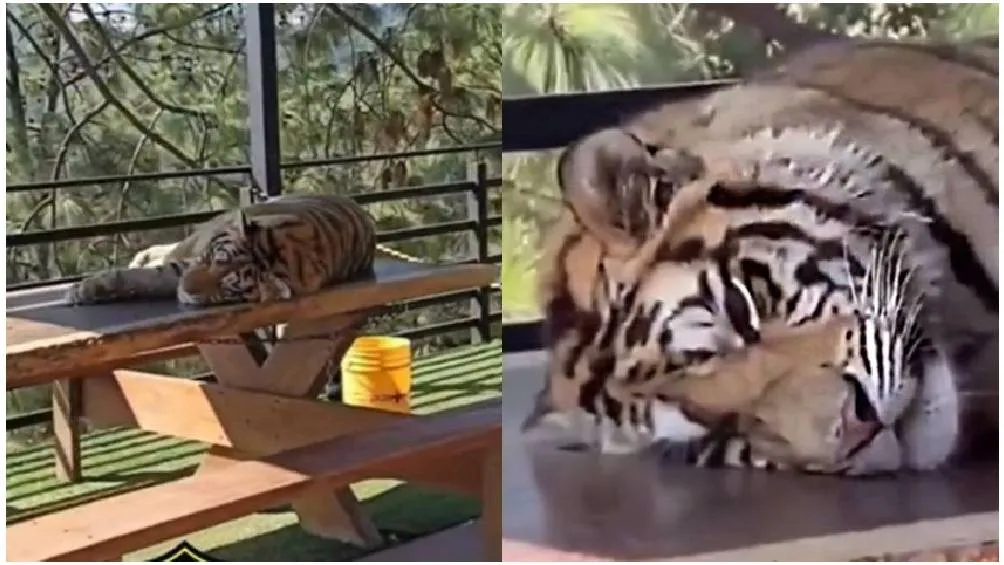 En redes sociales se viralizo el video sobre animales presuntamente drogados.