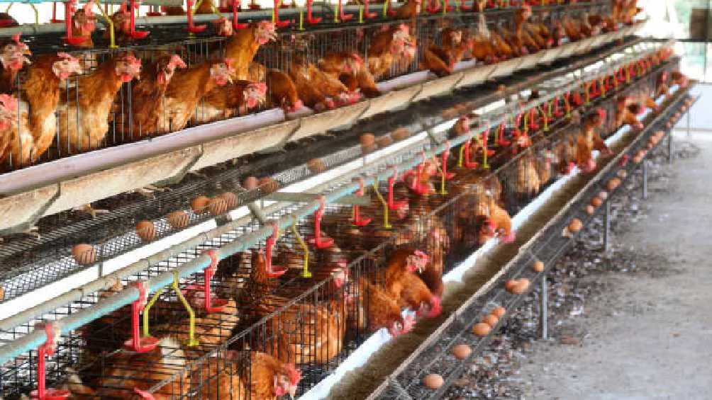 La gripe aviar es un virus influenza que infectan principalmente a las aves.