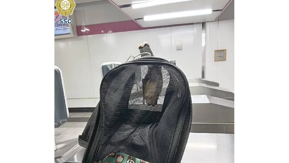 SSC La Secretaría de Seguridad Ciudadana (SSC) informó sobre el hallazgo de un murciélago en la estación Boulevard Puerto Aéreo.