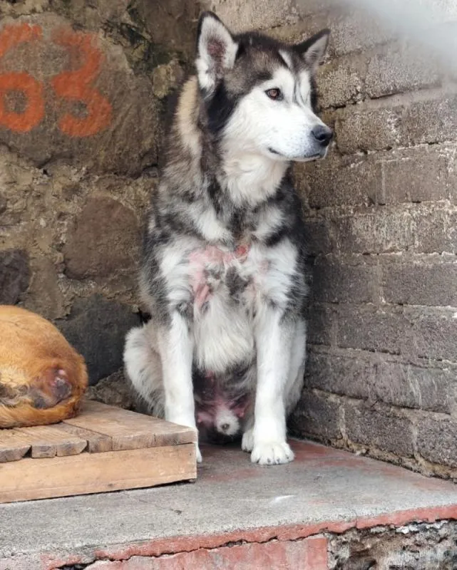 Los lomitos se encuentran en un refugio temporal / FB: @SecGobCDMX