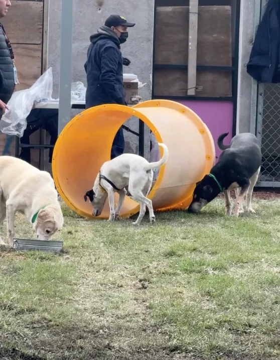 Los lomitos están resguardados para mejorar sus condiciones / Gina Sánchez