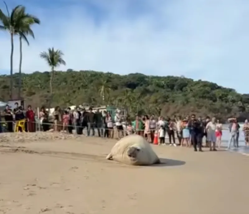 El elefante marino llegó a una playa de Nayarit causando asombro / Especial