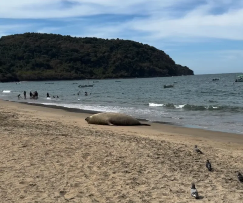 El mamífero se quedó en la playa recostado sin molestar a nadie / Especial
