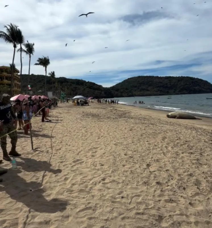 La Marina resguardó la zona para que elefante marino no fuera molestado / Especial