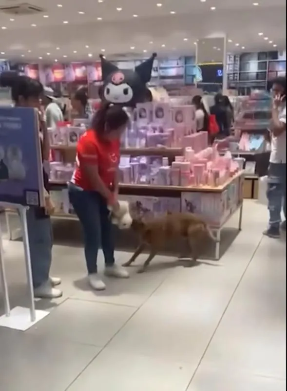 El perro entró a Miniso para sacar un peluche sin pagar / Captura de pantalla: @Tapachulahoy