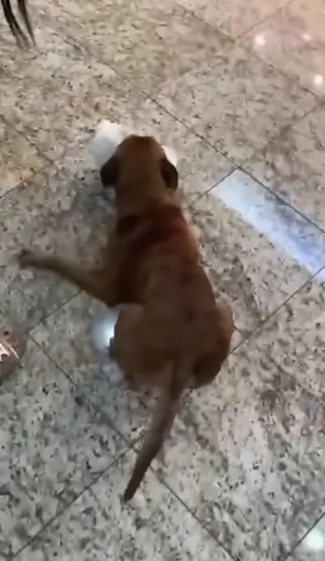 Al final, el ladrón de cuatro patas se quedó con el regalo / Captura de pantalla: @Tapachulahoy