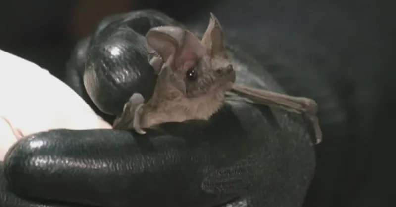 Los murciélagos llevan más de 40 años en la zona habitacional / Especial